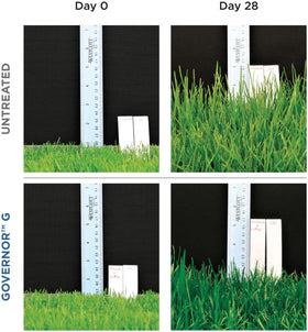 Governor G granules promote dense turf and durability.