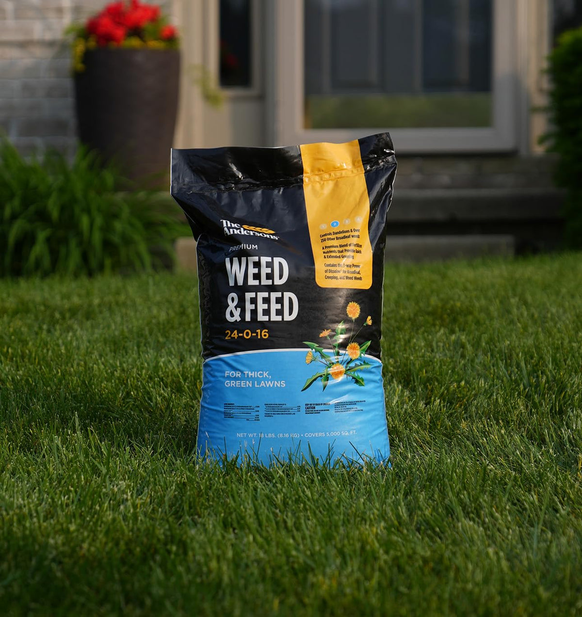 The Andersons Premium Weed and Feed 24-0-16 iron greening enhances lawn color.