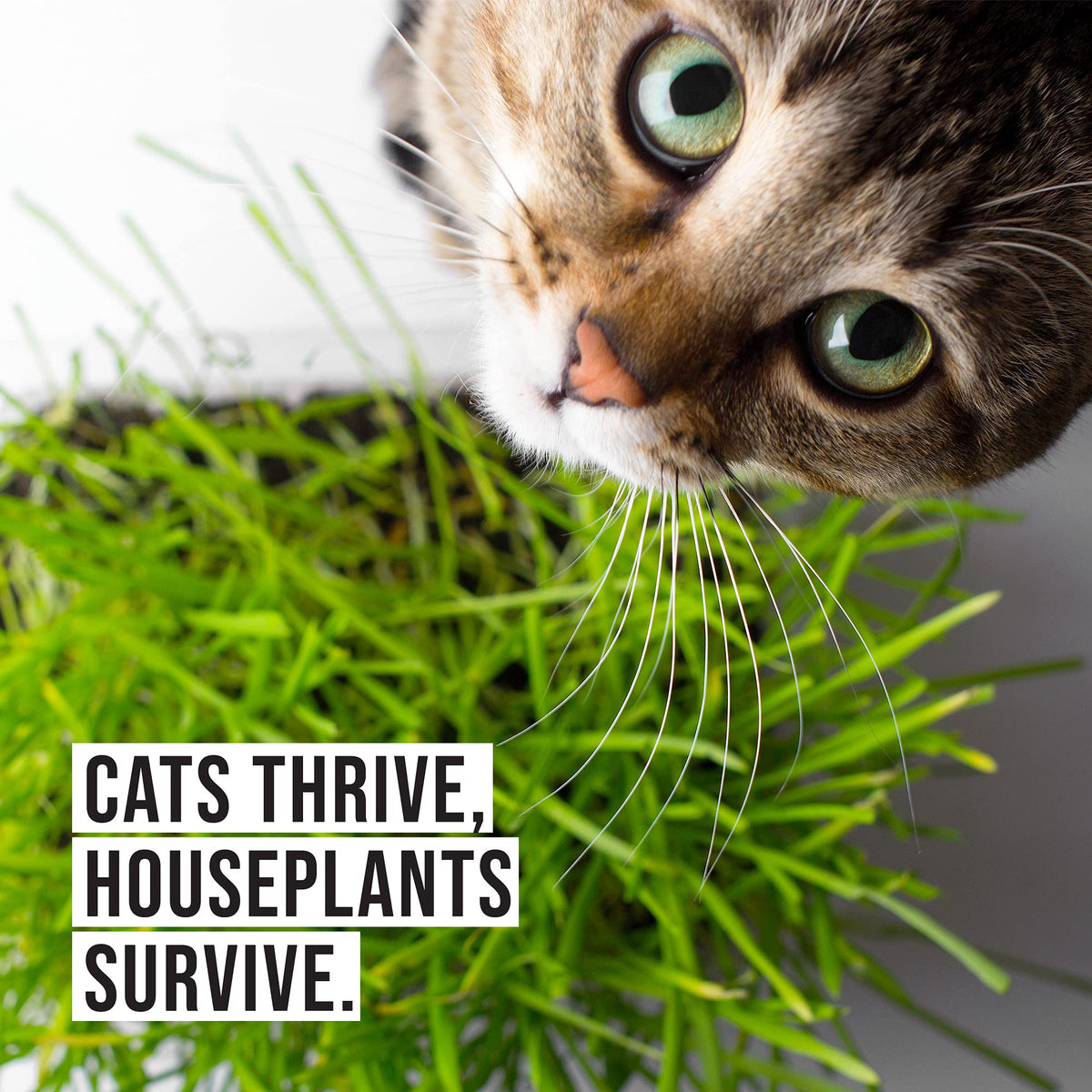 The Cat Ladies GMO-free cat grass provides a tasty, fiber-rich snack.