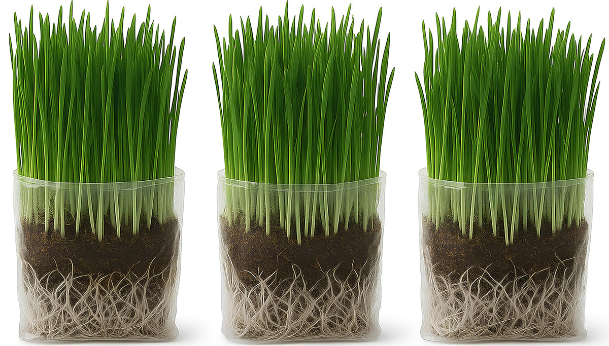 The Cat Ladies cat grass grow bag kit packaging for indoor cats, ready to start growing greens.