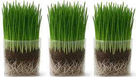 The Cat Ladies cat grass grow bag kit packaging for indoor cats, ready to start growing greens.
