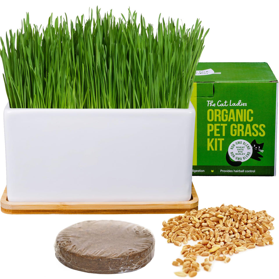 The Cat Ladies cat grass growing kit — ceramic planter ready for hairball control greens.