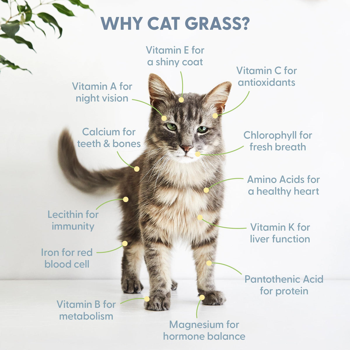 The Cat Ladies cat grass close-up reveals vibrant greens for indoor cats.