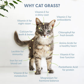 The Cat Ladies cat grass close-up reveals vibrant greens for indoor cats.