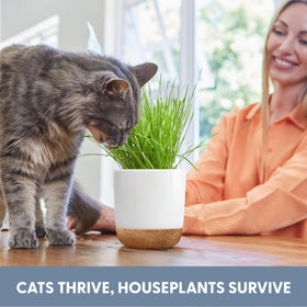 The Cat Ladies indoor cat grass offers a safe, natural snack away from houseplants.