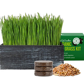The Cat Ladies cat grass kit in a black planter, stylish and easy to grow indoors.