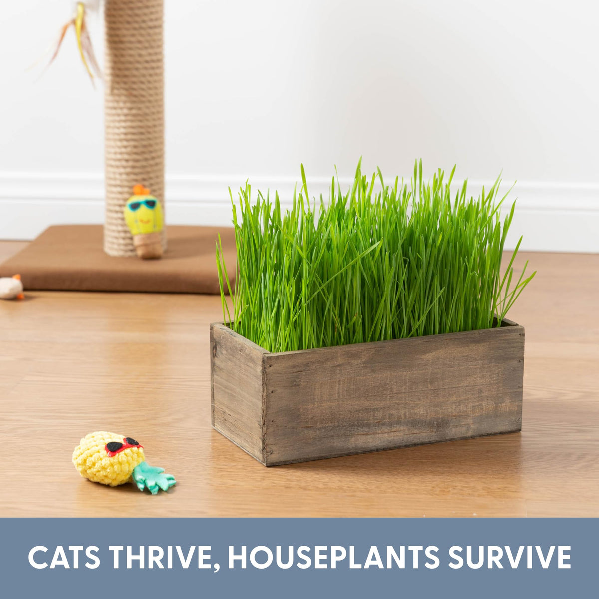 The Cat Ladies cat grass kit doubles as decor and a healthy treat.
