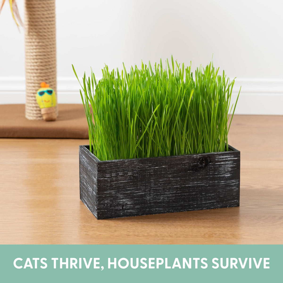The Cat Ladies cat grass kit gift-ready packaging suitable for cat lovers.