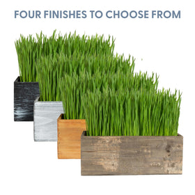 Indoor and outdoor friendly cat greens ready for nibbling and play.