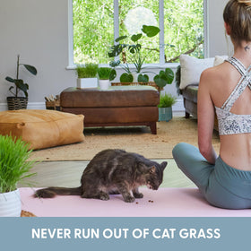 The Cat Ladies cat grass sprouts up to 4 inches in 4–7 days