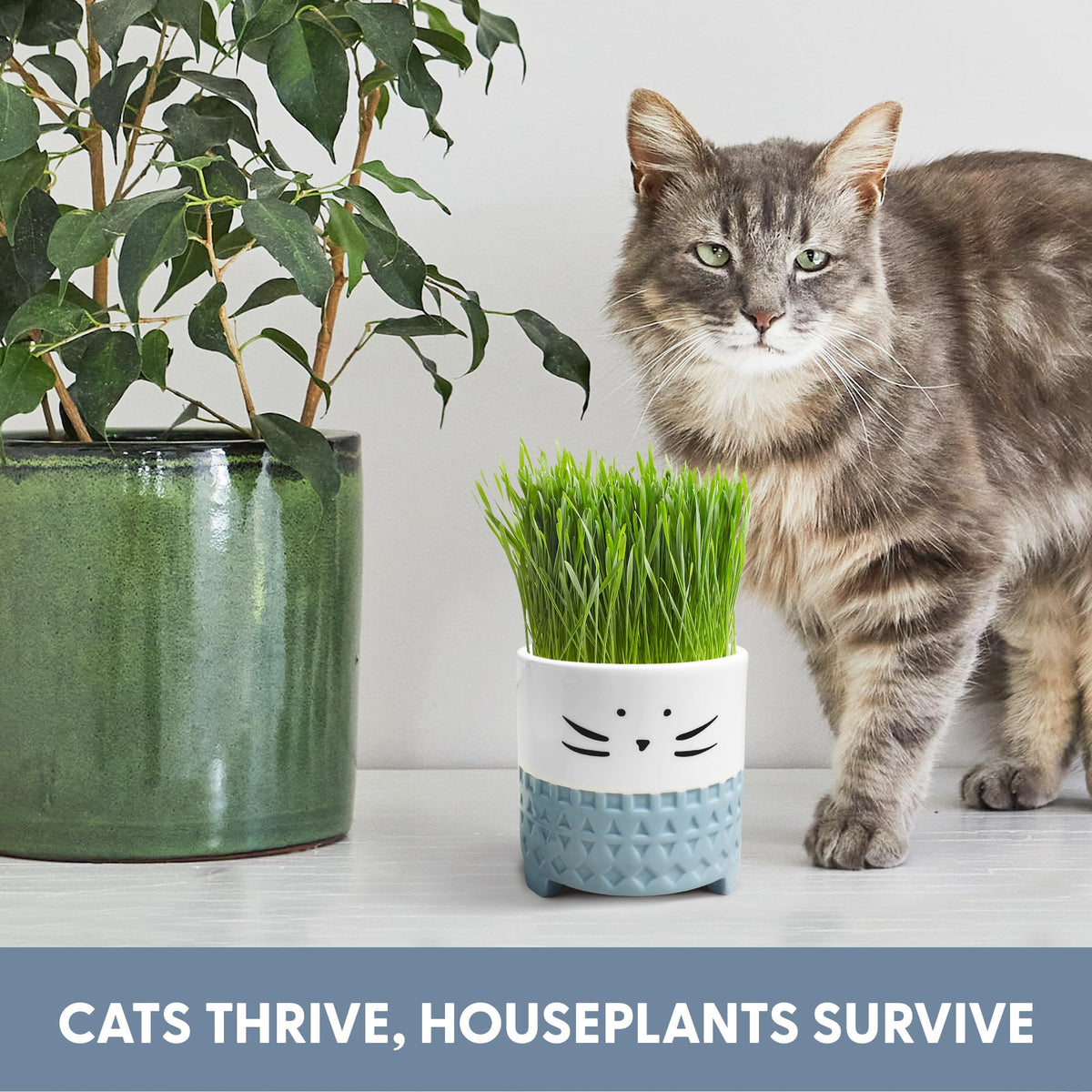 The Cat Ladies compact planter doubles as decor.
