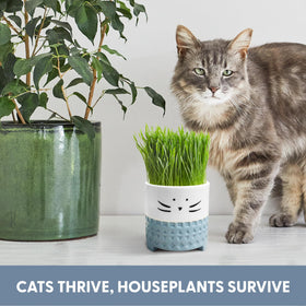 The Cat Ladies compact planter doubles as decor.