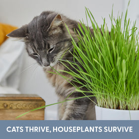 The Cat Ladies eco-friendly kit helps deter nibbling of toxic houseplants.