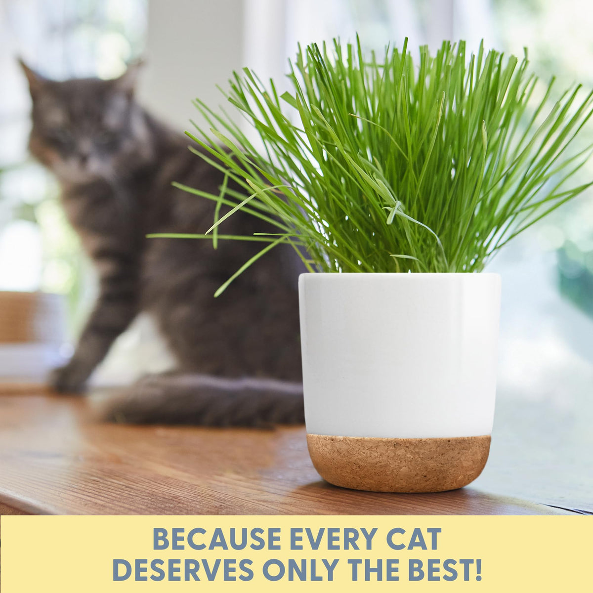 The Cat Ladies kit supports hairball care with fiber-rich cat grass.