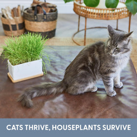 Indoor cat grass by The Cat Ladies deters nibbling on houseplants.