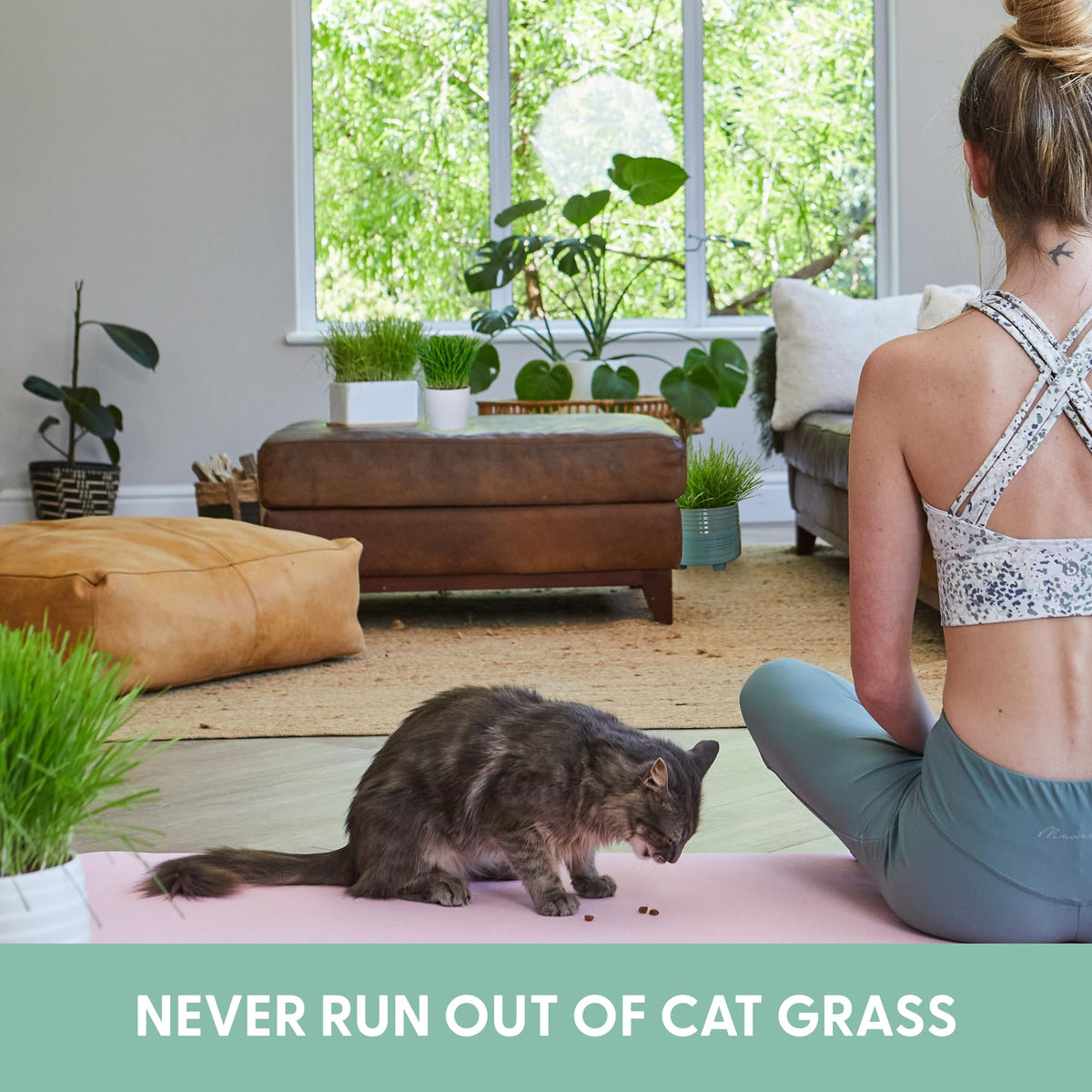 The Cat Ladies indoor cat grass use for a greener, safer home environment.