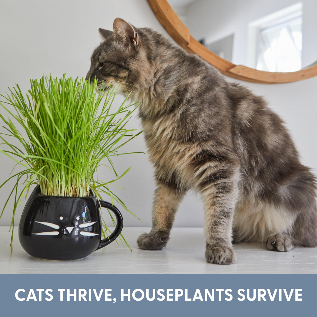 The Cat Ladies indoor greens add natural decor while offering mild enrichment for cats