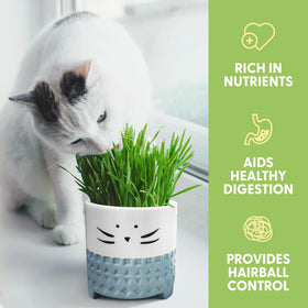 The Cat Ladies organic cat grass seed mix promotes digestion-friendly greens.