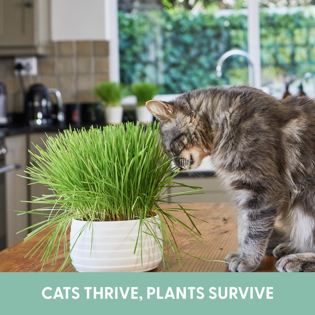 The Cat Ladies organic cat grass seeds providing fresh greens for indoor nibbling.