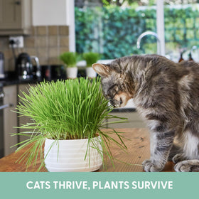 The Cat Ladies organic cat grass seeds providing fresh greens for indoor nibbling.
