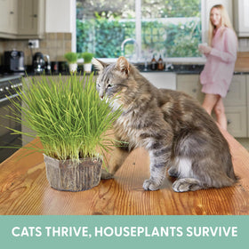 The Cat Ladies soil disk focuses on easy setup for quick sprouting and minimal mess.