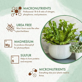 The Grow Co fertilizer fuels a thriving fern with lush foliage