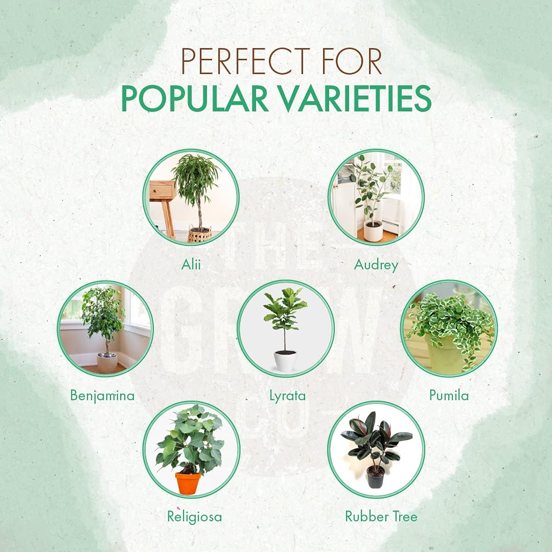 The Grow Co Fiddle Leaf Fig Tree Plant Food application in soil for even feeding