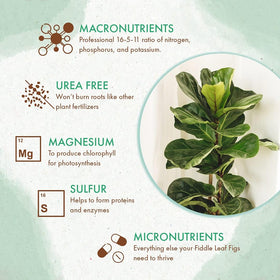 The Grow Co Fiddle Leaf Fig Tree Plant Food supports vibrant glossy leaves on ficus varieties