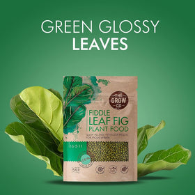 The Grow Co Fiddle Leaf Fig Tree Plant Food lasts up to six months with slow-release action