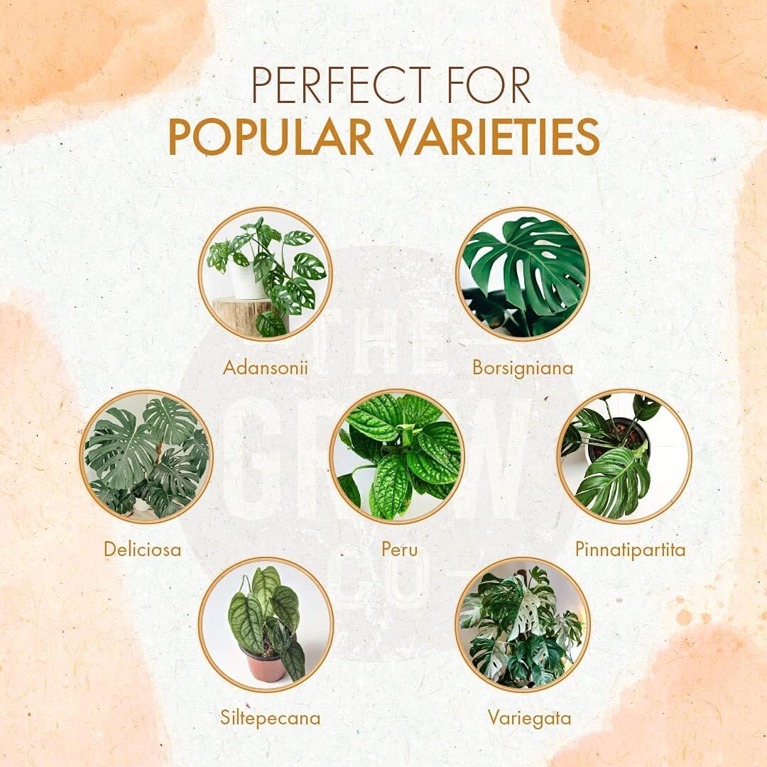 The Grow Co Monstera Food bottle pour demonstrates simple mixing for nourishing root soil drench.