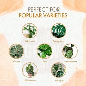 The Grow Co Monstera Food bottle pour demonstrates simple mixing for nourishing root soil drench.