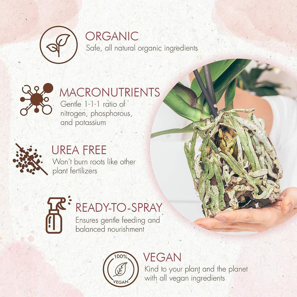 The Grow Co orchid flowers showing potential blooms with regular misting