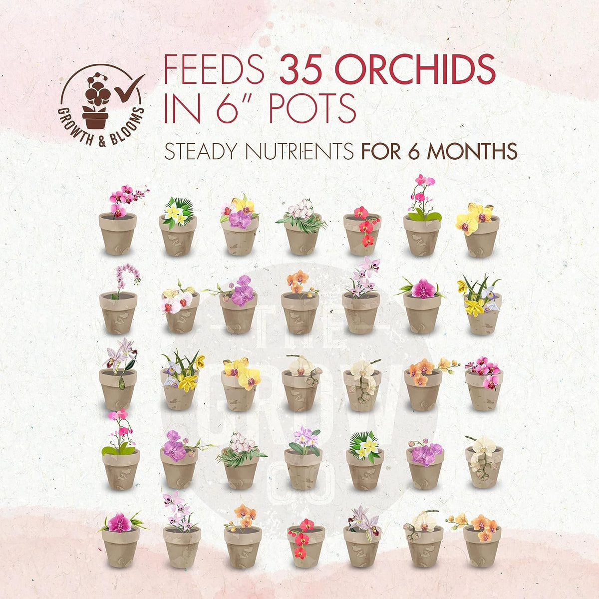 Orchid displays vibrant blooms after treatment with The Grow Co orchid food in a pot.