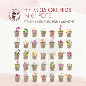 Orchid displays vibrant blooms after treatment with The Grow Co orchid food in a pot.
