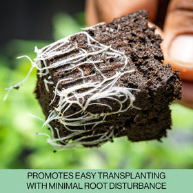 The Hydroponic City plant stakes for labeling seedlings
