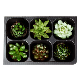 The Hydroponic City plant stakes pack for labeling and tracking seedlings