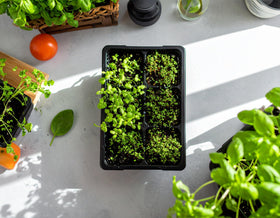 The Hydroponic City seed starter tray drainage-slots for even moisture control
