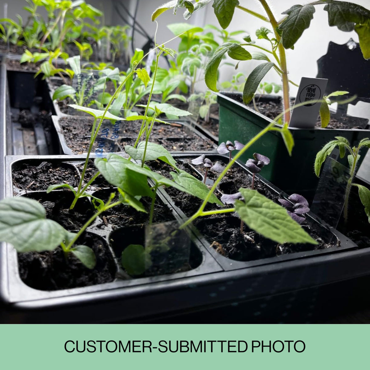 The Hydroponic City seed starter trays with drainage slits