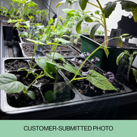 The Hydroponic City seed starter trays with drainage slits