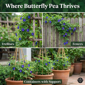 The Lucky Stars butterfly pea flower in bloom with vibrant purple color