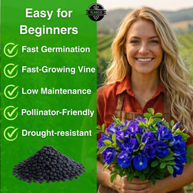 The Lucky Stars butterfly pea vine young growth with sturdy stems