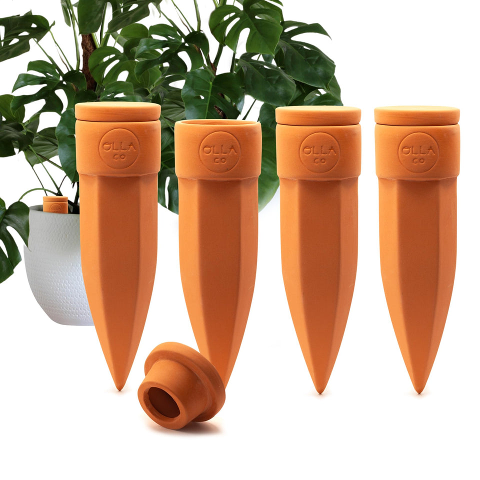 The Olla Company plant watering spike with lid for 8-12 inch pots, efficient hydration.
