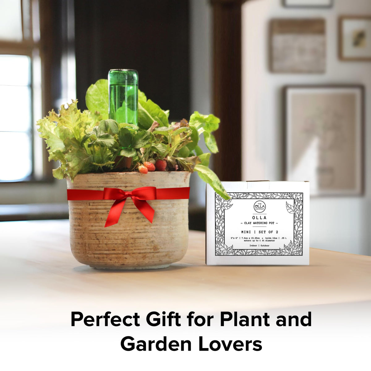 The Olla Company for small pots ensures steady moisture near roots.