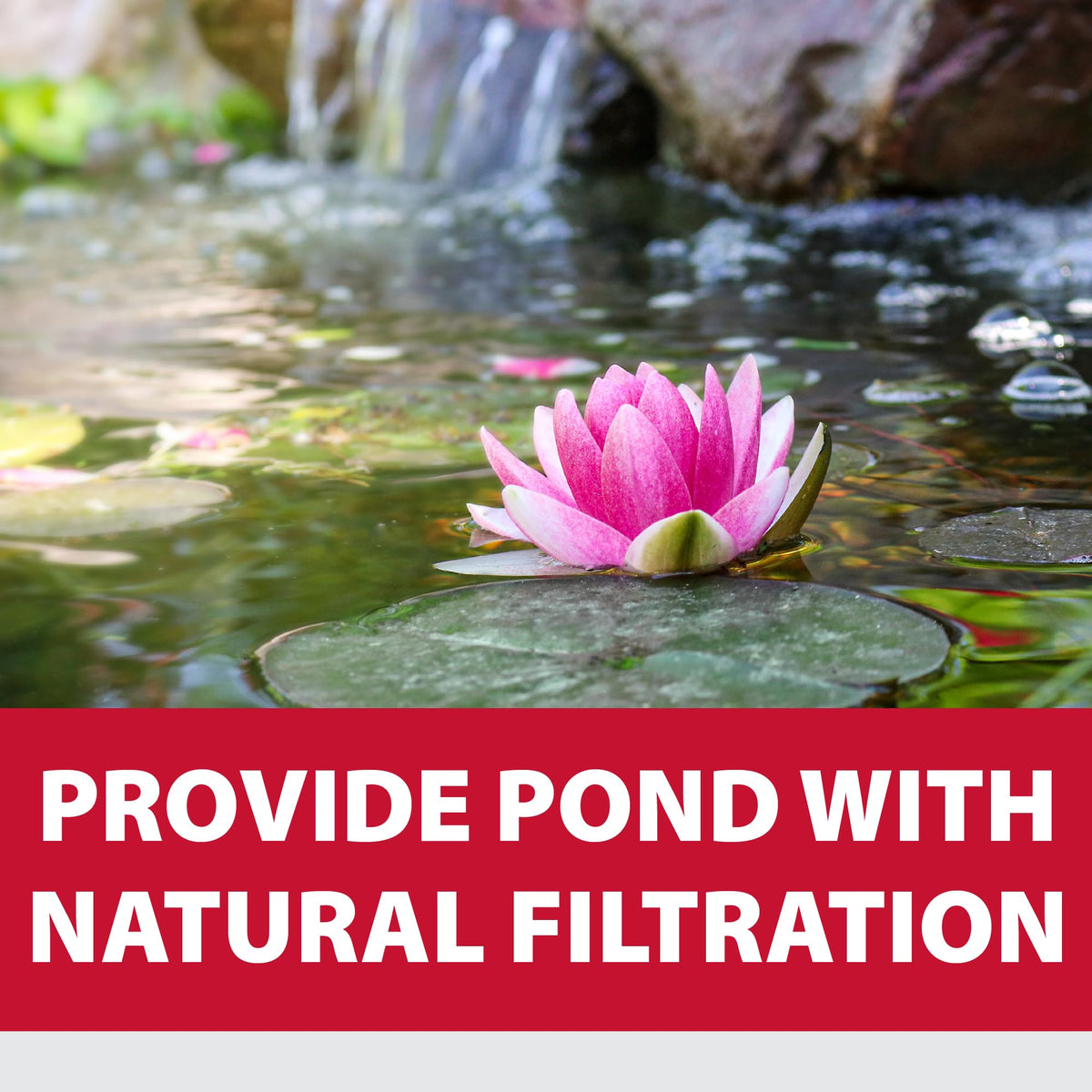 The Pond Guy bog plants thrive in a contained planting bag.