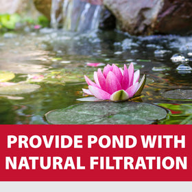 The Pond Guy bog plants thrive in a contained planting bag.