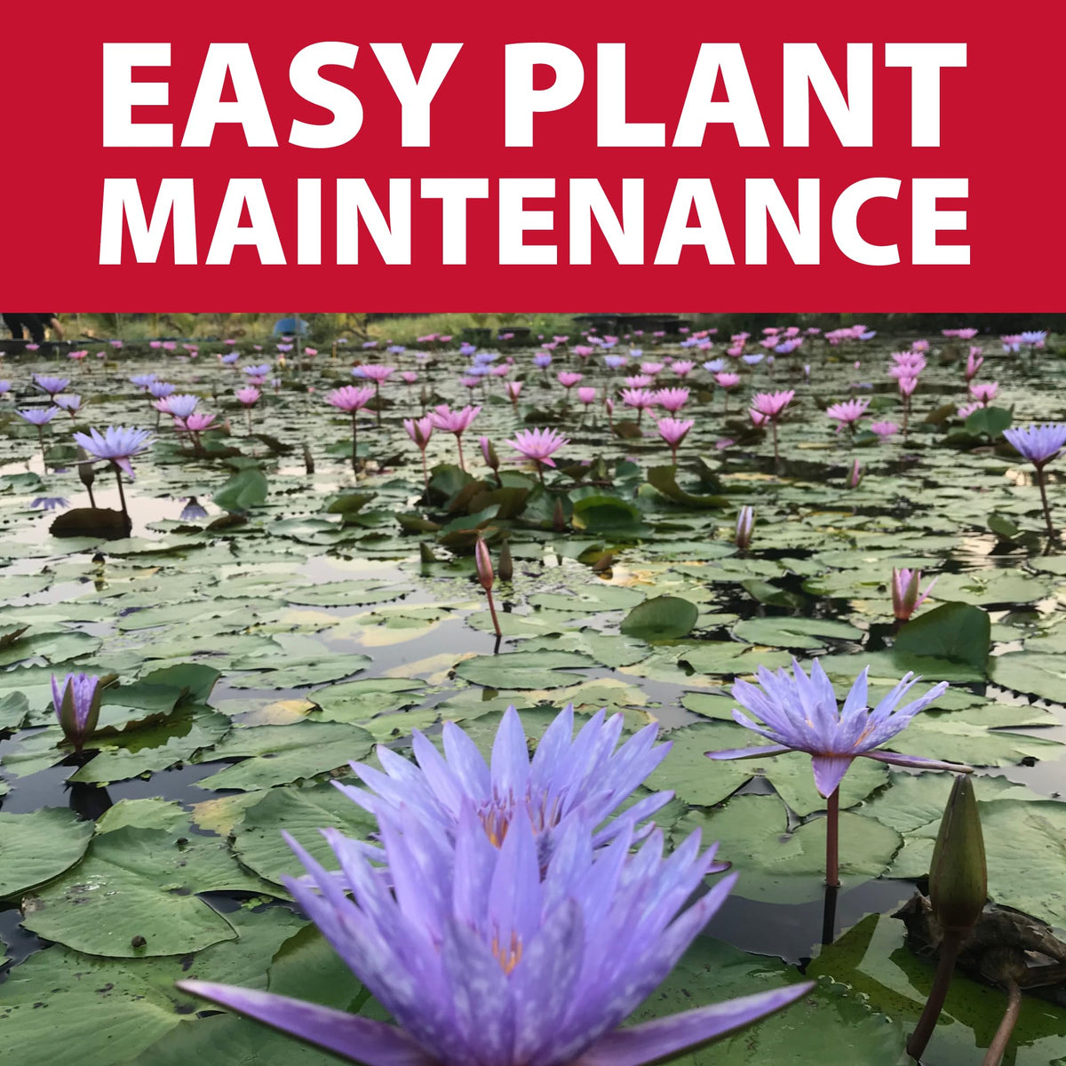 The Pond Guy rectangular kit demonstrates adaptable shape for uneven ponds.