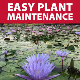 The Pond Guy rectangular kit demonstrates adaptable shape for uneven ponds.
