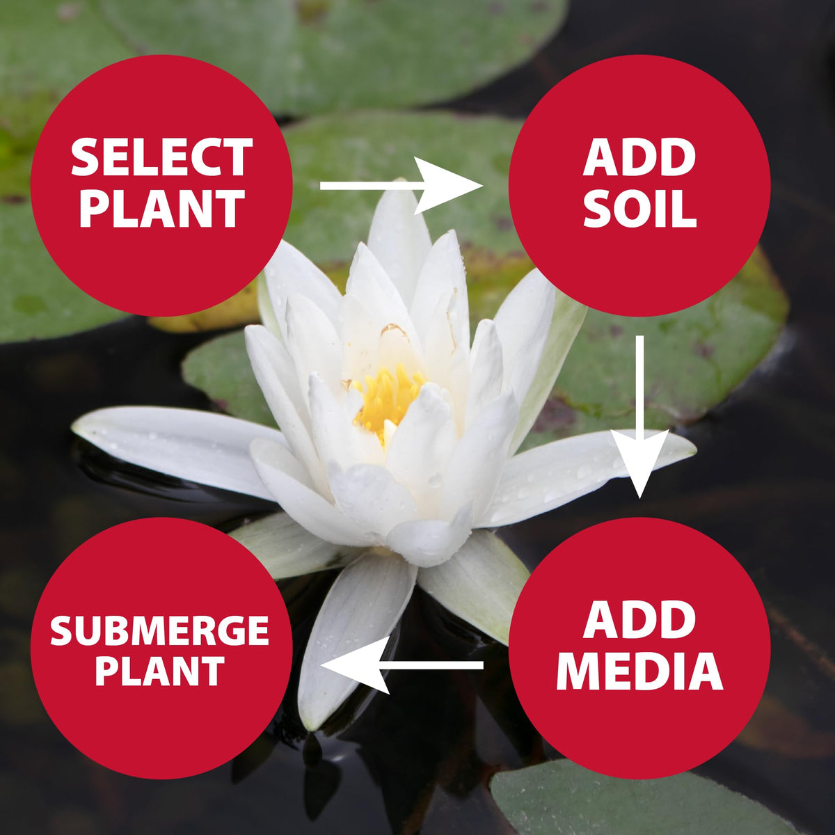 The Pond Guy fertilizer tabs provide slow-release nutrients for lilies.