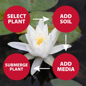 The Pond Guy fertilizer tabs provide slow-release nutrients for lilies.