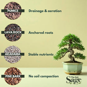 The Soil Sage bonsai mix drainage and aeration demonstrate improved airflow in soil.
